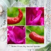 Notes from My Secret Garden
